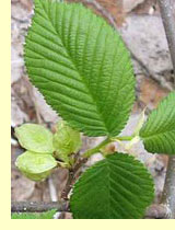 Вяз обыкновенный (Ulmus effuse Willd) Вяз обыкновенный (Ulmus effuse Willd)